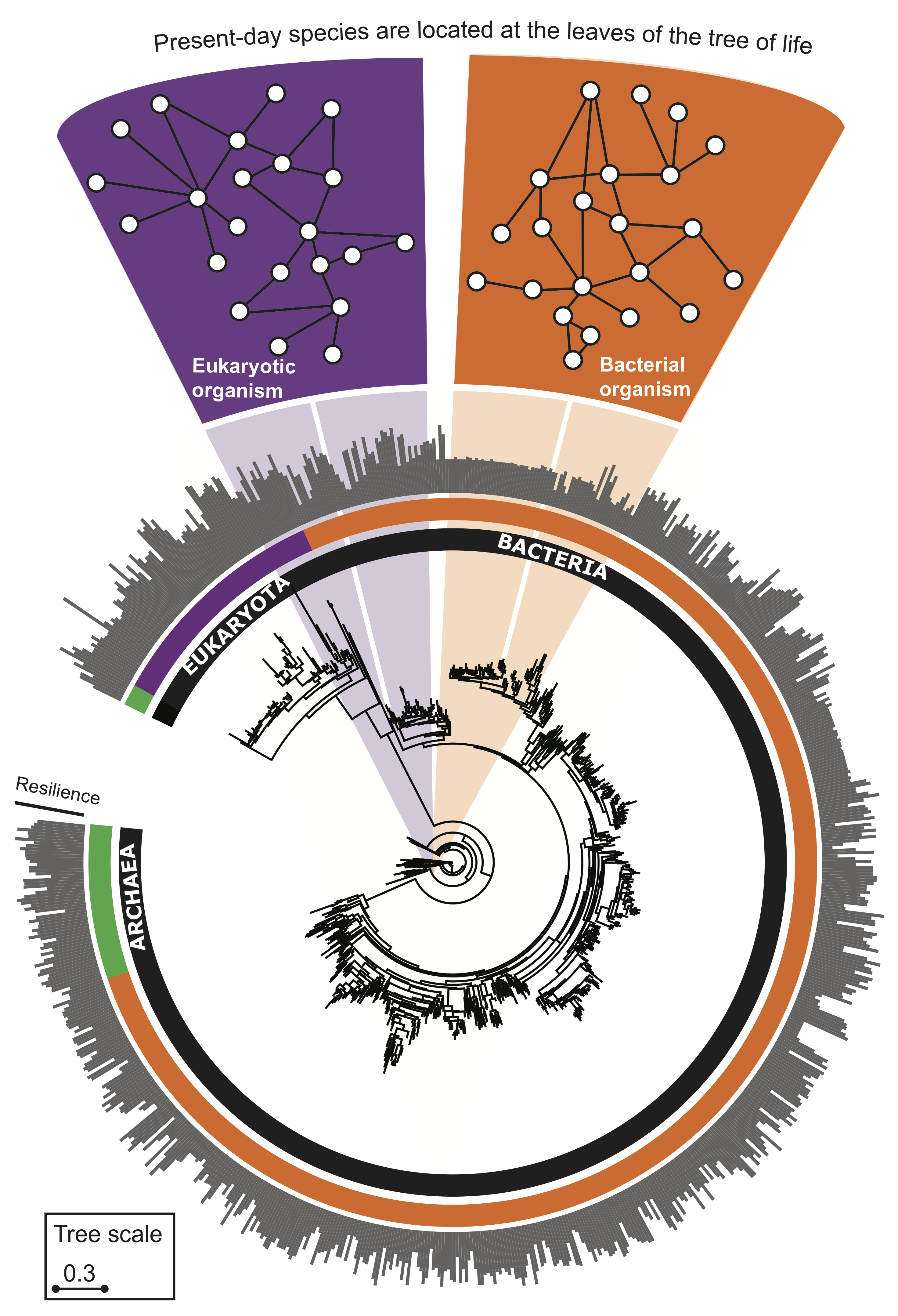 SNAP: Evolution of protein interactomes across the tree of life